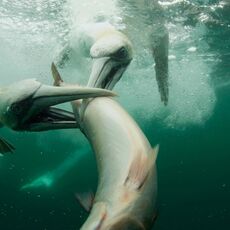 Northern Gannet (Morus bassanus), Isle of Noss, Scotland