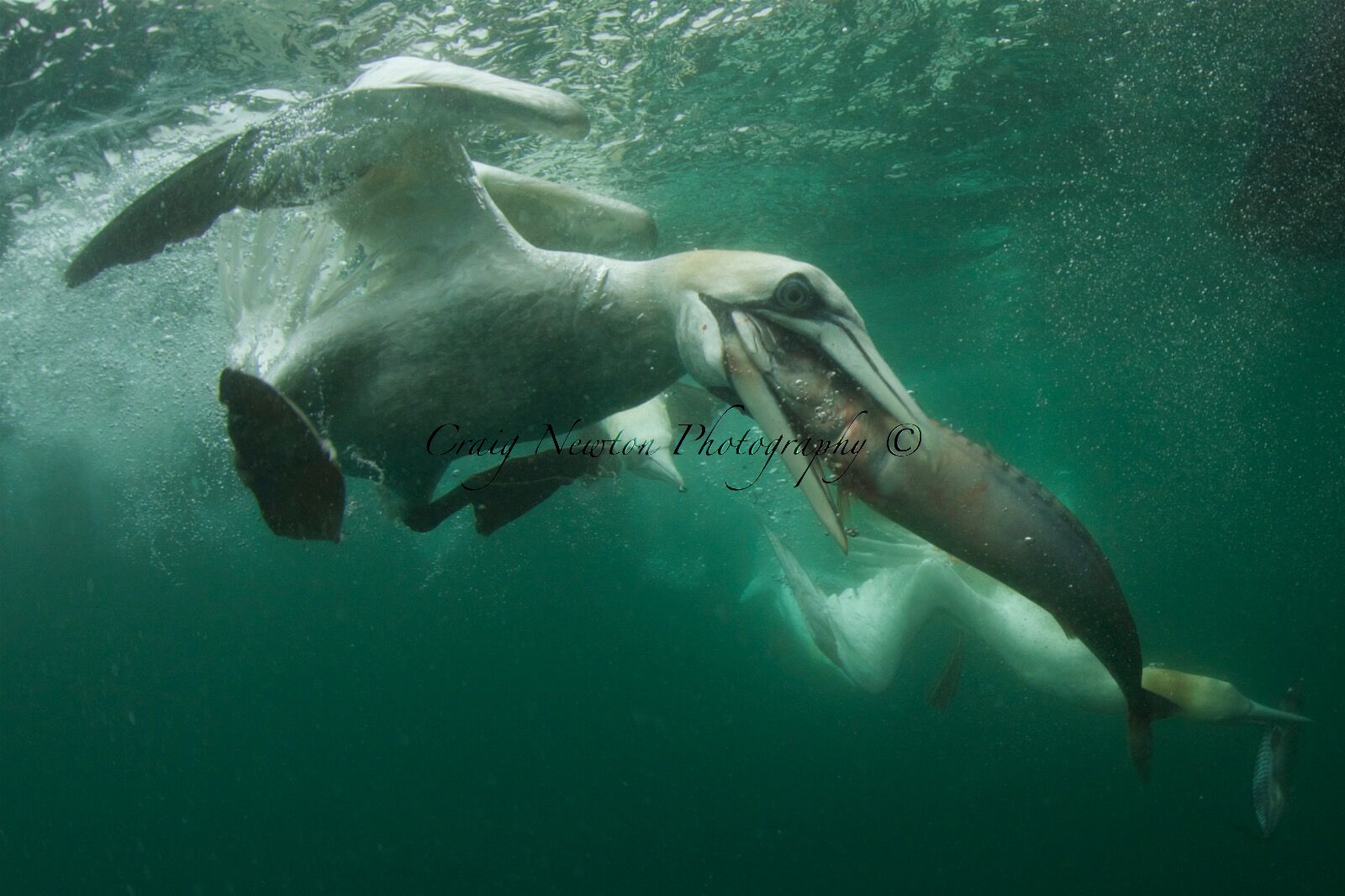 Northern Gannet (Morus bassanus), Isle of Noss, Scotland