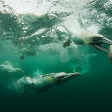 Northern Gannet (Morus bassanus), Isle of Noss, Scotland
