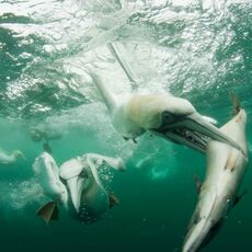 Northern Gannet (Morus bassanus), Isle of Noss, Scotland