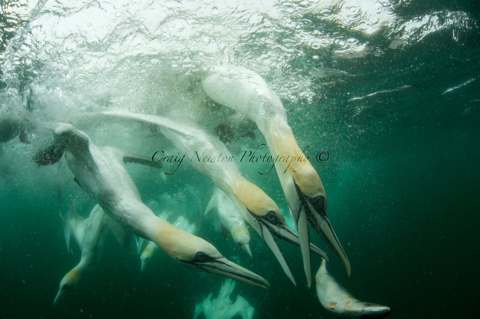 Northern Gannets (Morus bassanus), Isle of Noss, Scotland