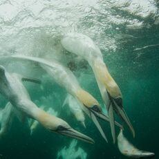Underwater Gannets of Noss