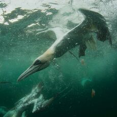 Northern Gannet (Morus bassanus), Isle of Noss, Scotland