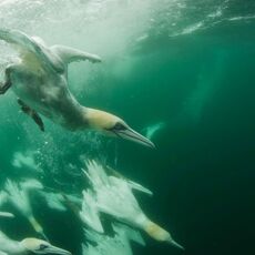 Northern Gannet (Morus bassanus), Isle of Noss, Scotland
