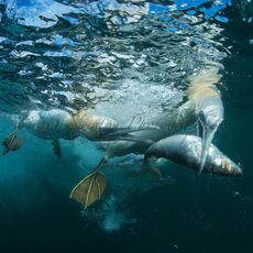 Northern Gannets (Morus bassanus), Isle of Noss, Scotland