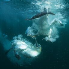 Northern Gannets (Morus bassanus), Isle of Noss, Scotland