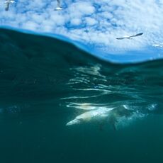 Northern Gannets (Morus bassanus), Isle of Noss, Scotland
