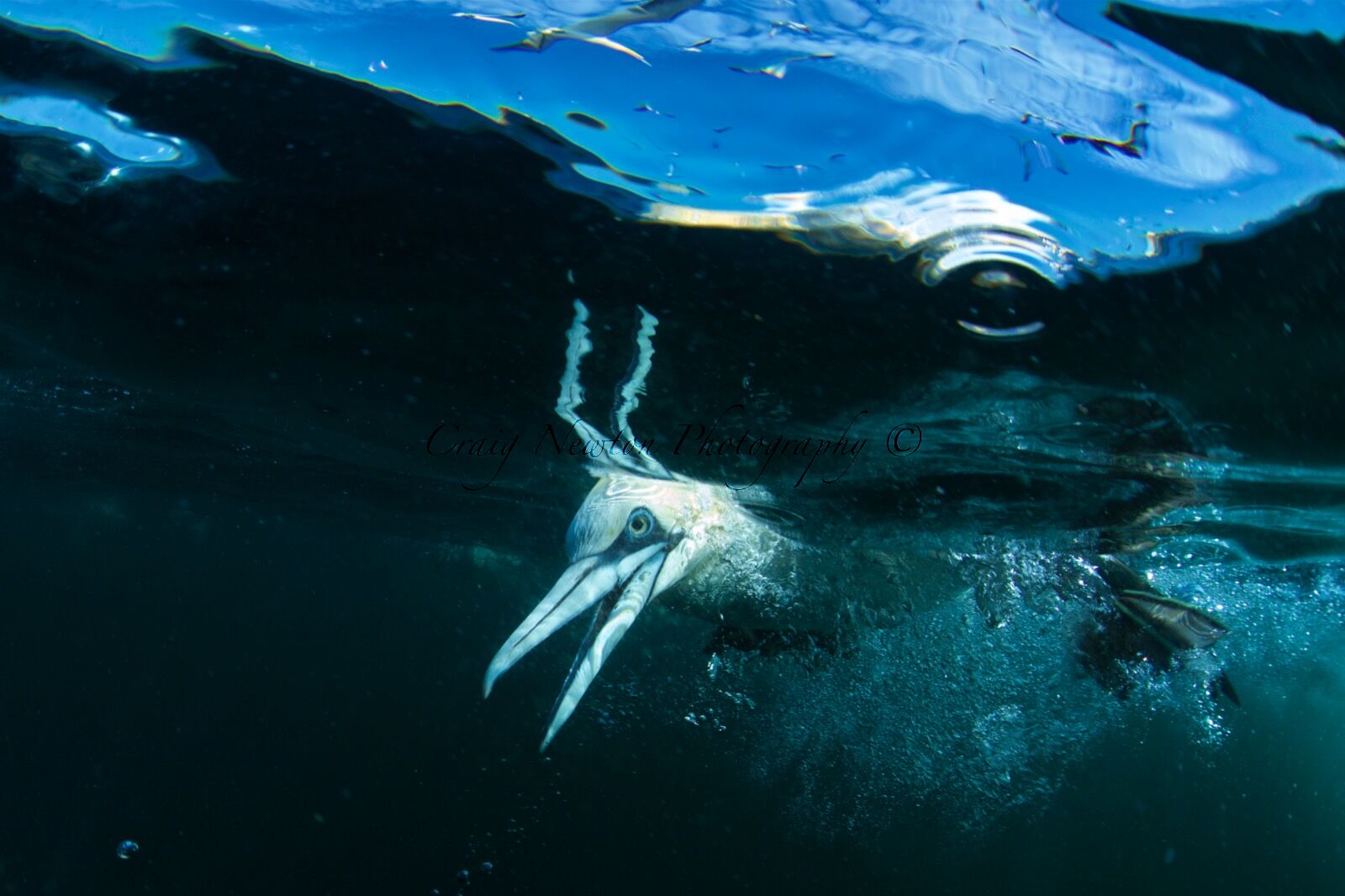 Northern Gannets (Morus bassanus), Isle of Noss, Scotland