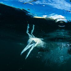 Northern Gannets (Morus bassanus), Isle of Noss, Scotland