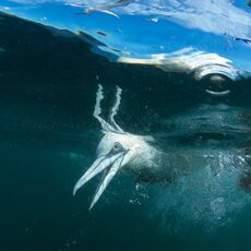 Northern Gannet (Morus bassanus), Isle of Noss, Scotland