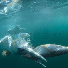 Northern Gannets (Morus bassanus), Isle of Noss, Scotland