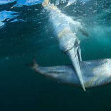 Northern Gannet (Morus bassanus), Isle of Noss, Scotland