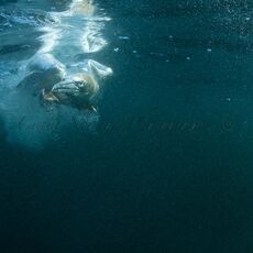 Northern Gannet (Morus bassanus), Isle of Noss, Scotland