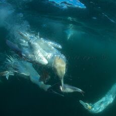Northern Gannets (Morus bassanus), Isle of Noss, Scotland