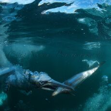 Northern Gannet (Morus bassanus), Isle of Noss, Scotland
