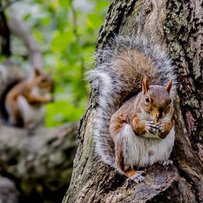 3 Squirrels eating nuts in Madison Park NY
