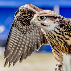 Bird of Prey with handler