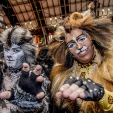 Cats raaarggggg