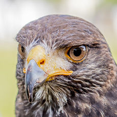 Golden Eagle with handler