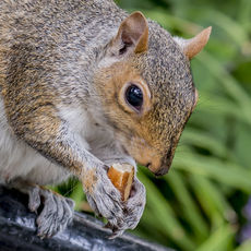 Lunchtime in Madison Park, NY