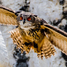 Owl coming in to land with handler, Provins