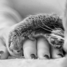 Sophie and Janie, trust