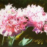 geoff kitchen pink opium poppies