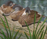 Gina Hardy-Pensthorpe Ducks