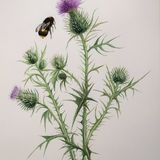 Thistle, Jennifer Gray