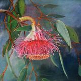 Pear fruited Mallee, Mary Almey