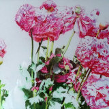 Geoff Kitchen - Pink Poppies