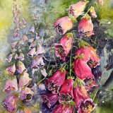 sue bunce foxgloves