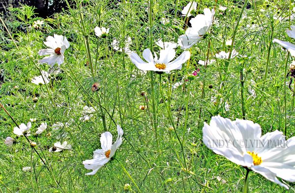 Daises