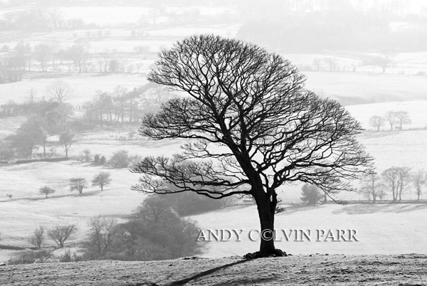Lone Tree