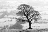Lone Tree