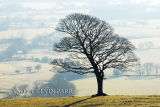 Lone Tree