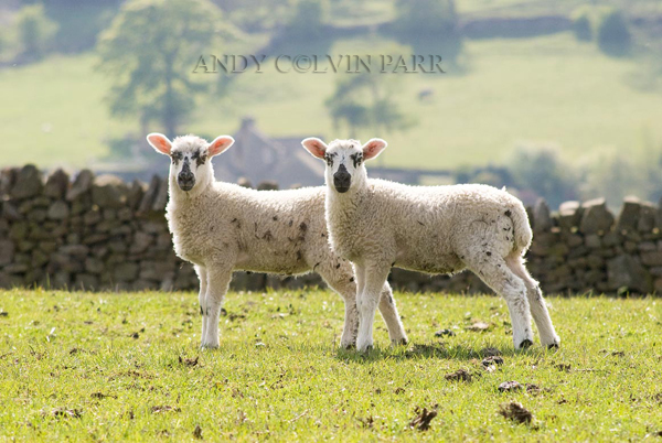 Spring Lambs