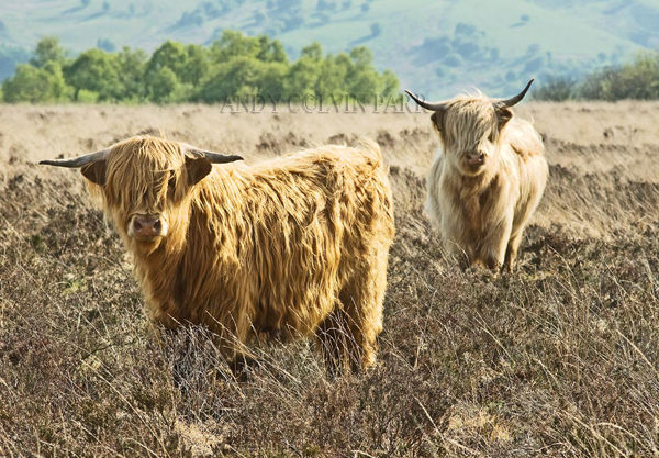 Highland Cattle