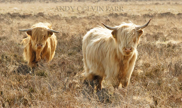 Highland Cattle
