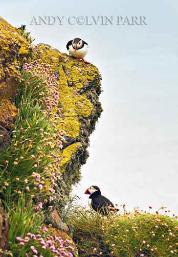 Puffins