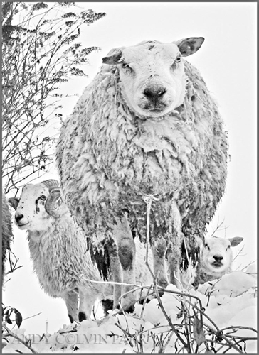 Winter Woollies