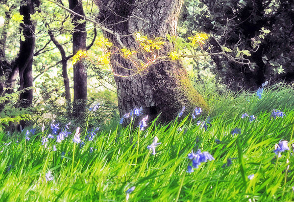 Bluebells