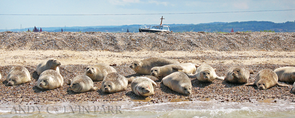 Seals