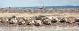 Seals