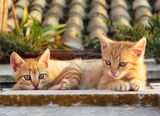 Corfu Cats