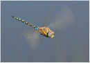 Southern Hawker in flight