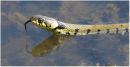 Grass snake crossing water 2