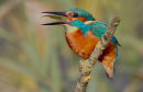 Kingfisher tossing stickleback