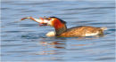 great crested grebe with catch