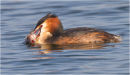 great crested Grebe with catch